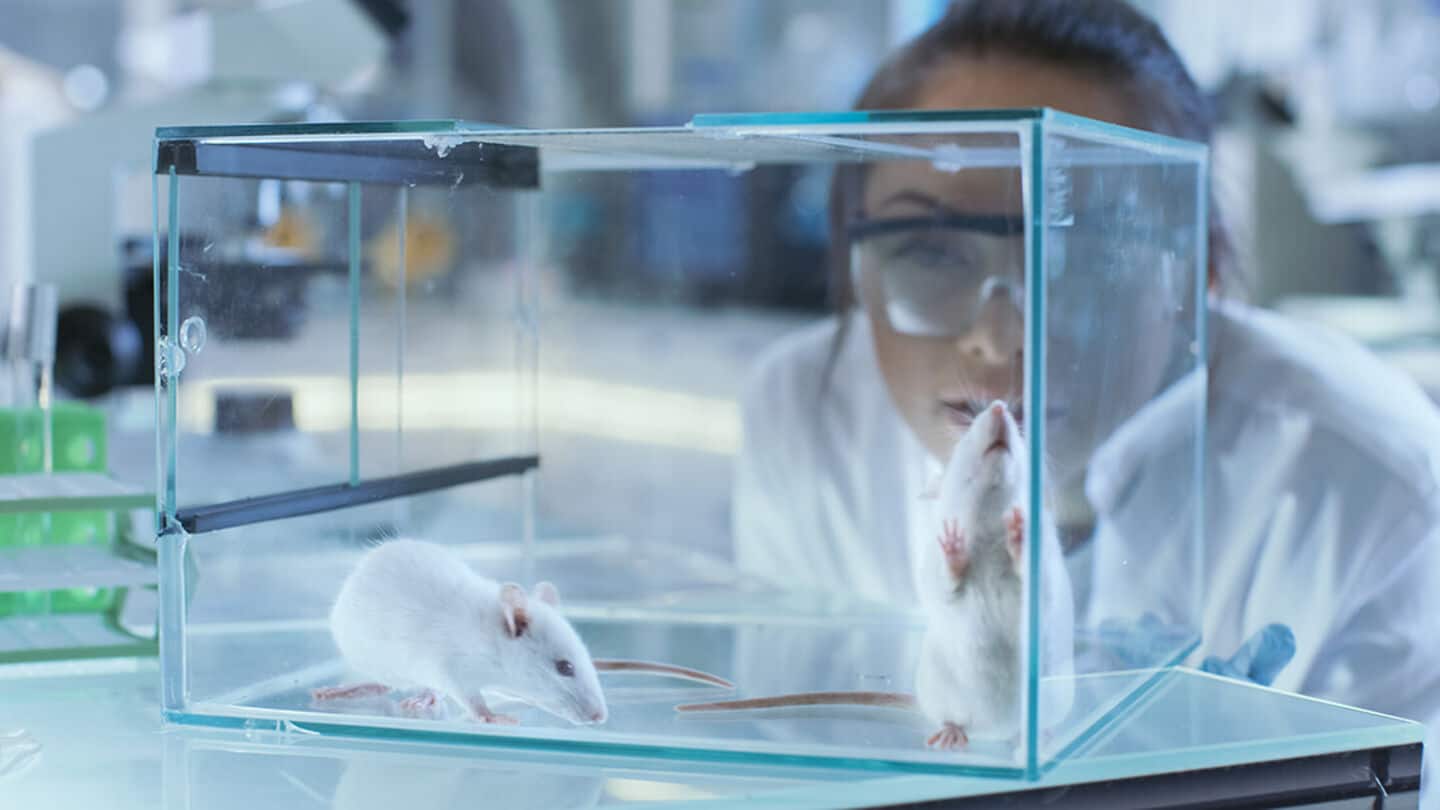 Scientists engineer mice to produce diabetes drug