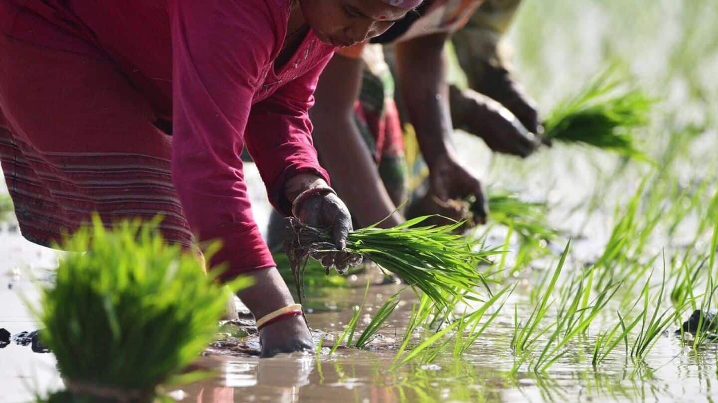 India set for record rice harvest in 2025-26, says USDA