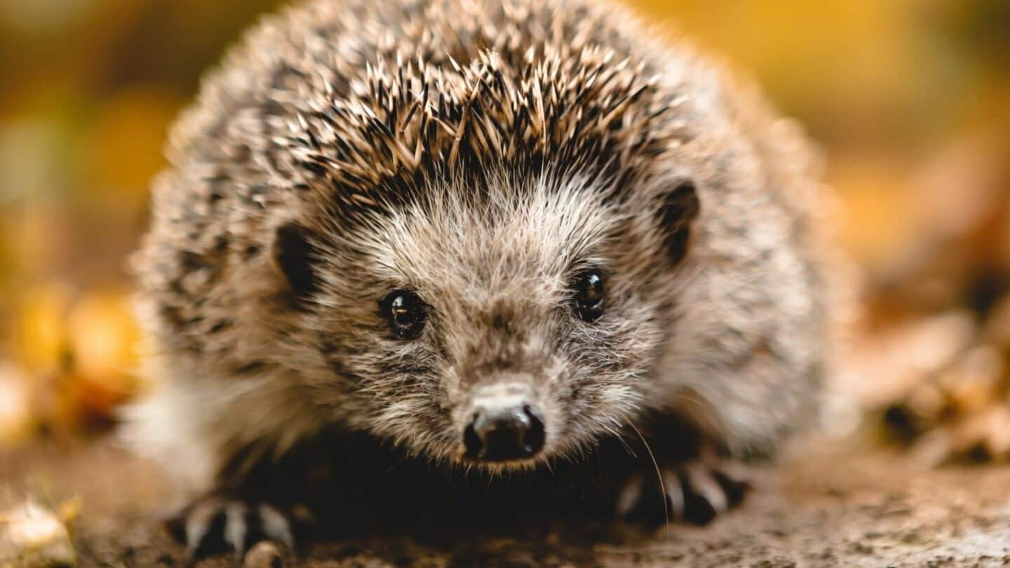 UK study finds microplastics in hedgehog droppings and pet food