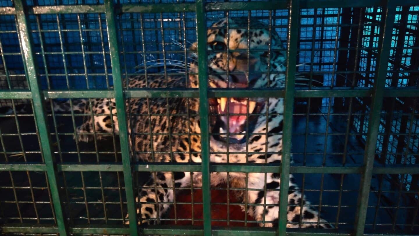 Farmer Ramakrishnan's wild boar trap ensnares leopard in Maloor Kannur