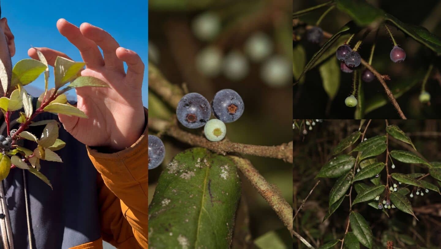 Researchers rediscover wild Himalayan blueberry Vaccinium piliferum in Arunachal Pradesh
