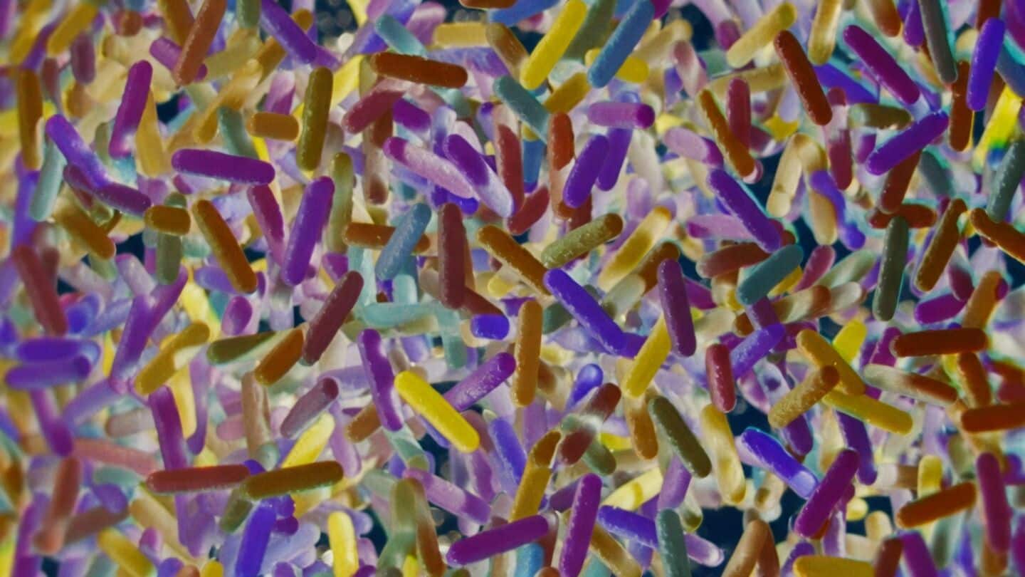 Stress alters gut bacteria and weakens immune defenses, study finds