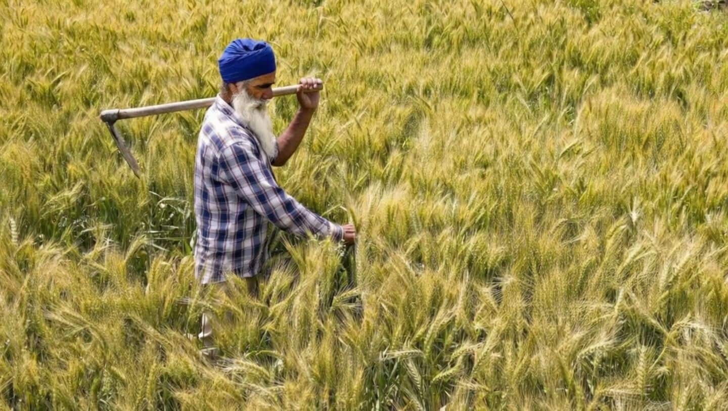 Indian government raises wheat procurement target to 34.5 million tons