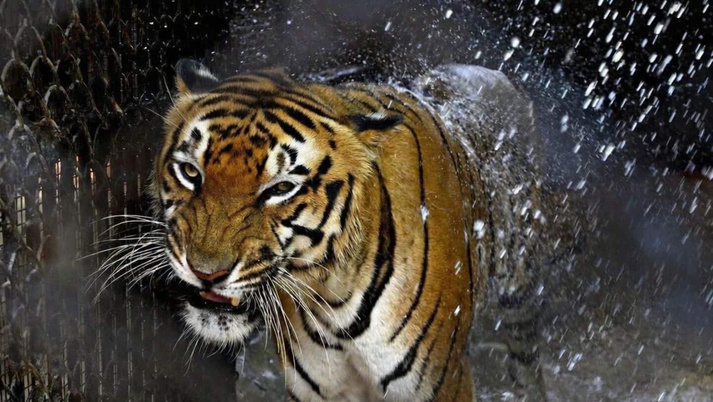 India to host inaugural International Big Cat Alliance Summit