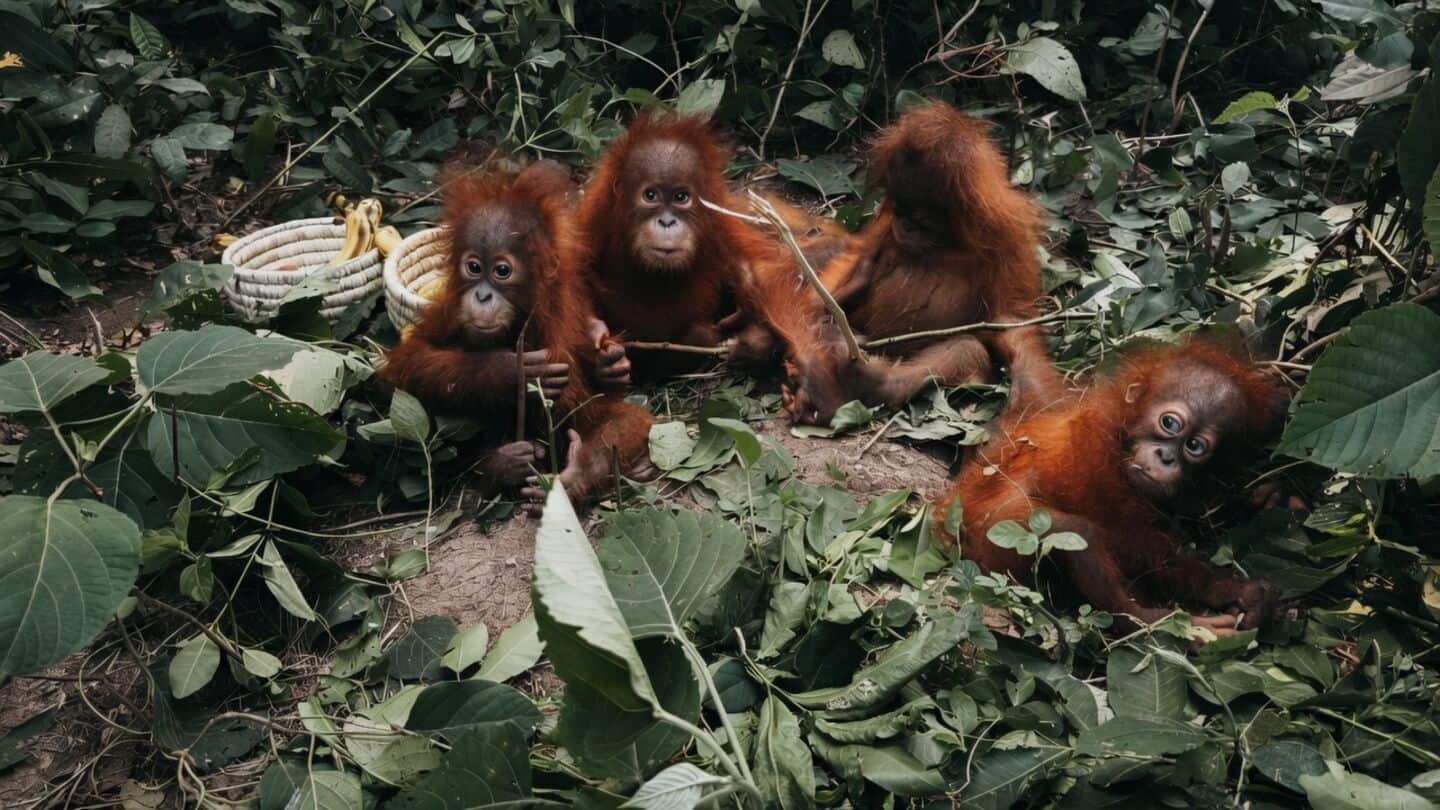 Five orangutans found in Odisha forest as Mahindra Thar probed