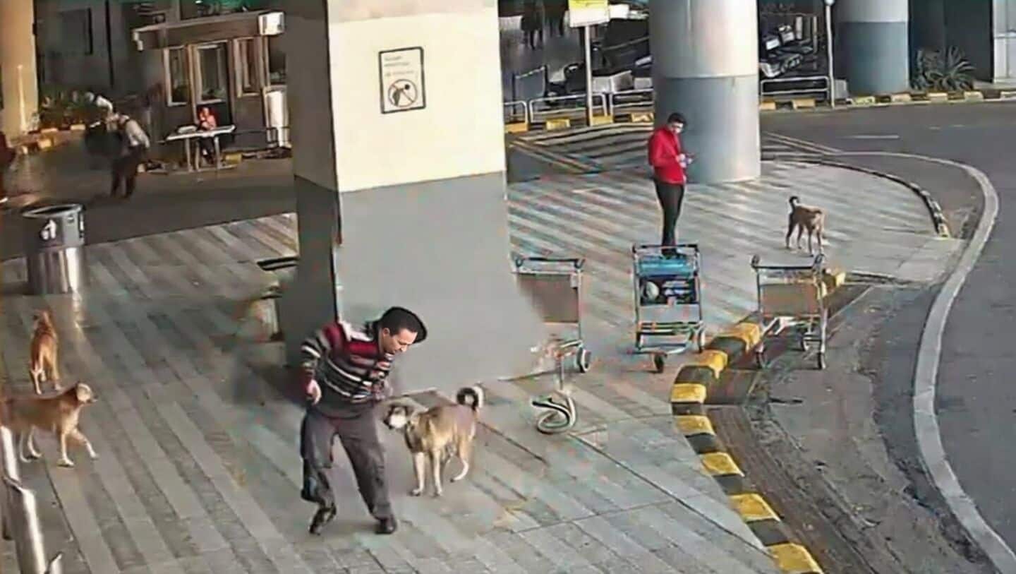 Delhi's main airport releases footage of aggressive stray dog incidents