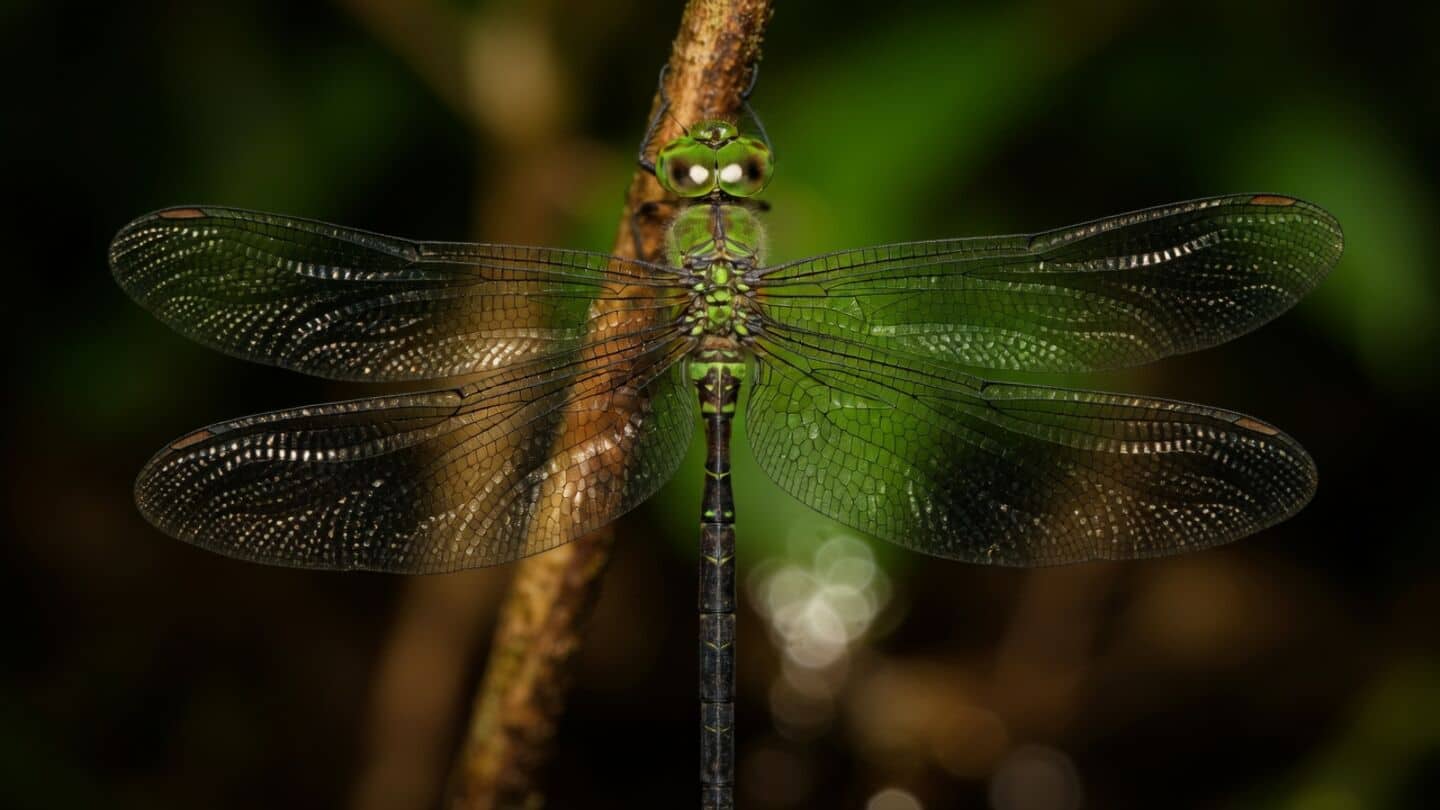 Citizen scientists rediscover long-tailed duskhawker at Namdapha, Arunachal after 1914