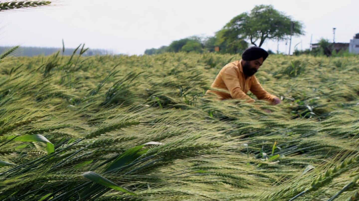 Punjab probes 7 Markfed Milkfed officials for alleged urea diversion