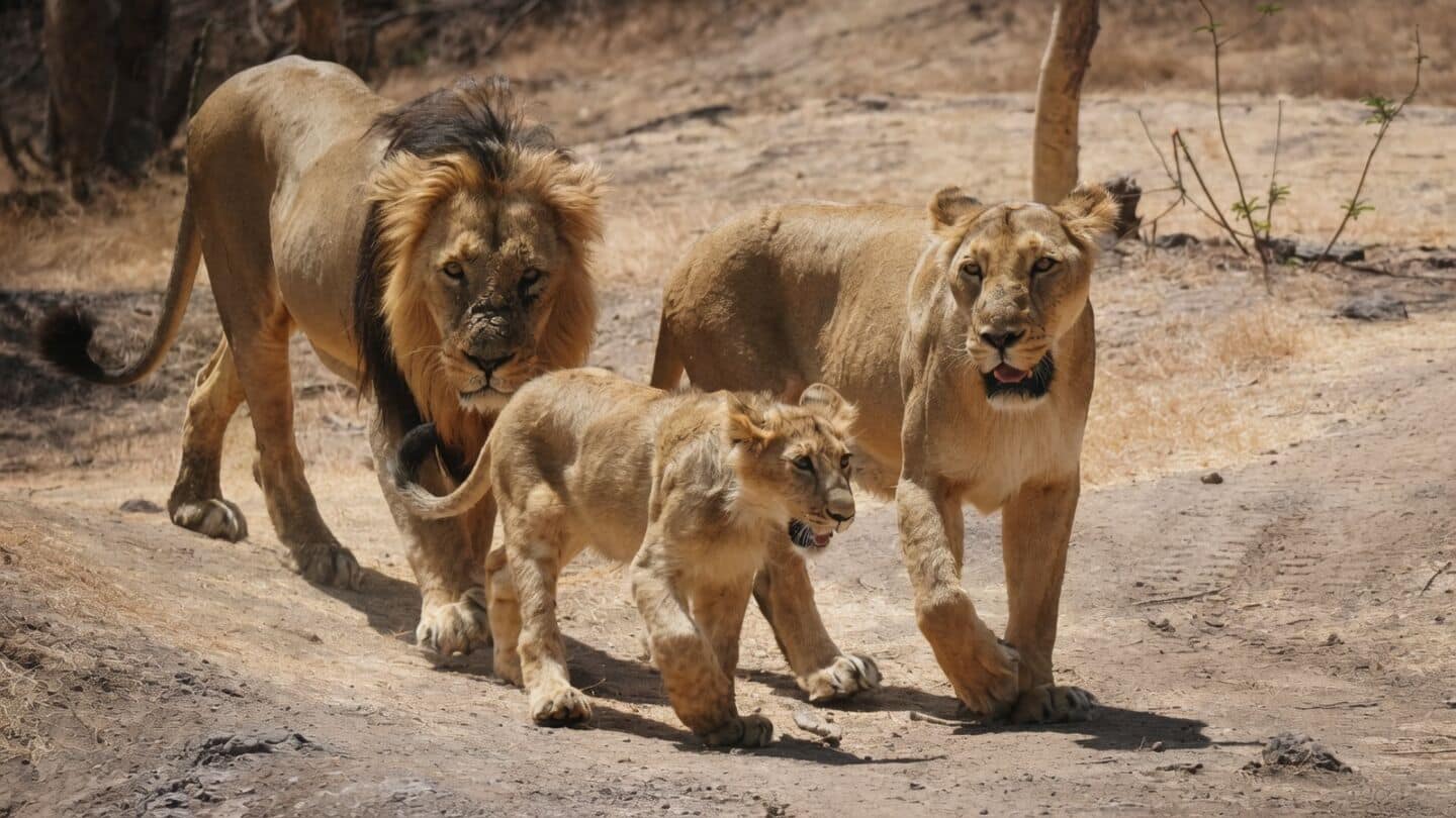 Gujarat's Gir National Park reports 11 deaths and 12 recoveries