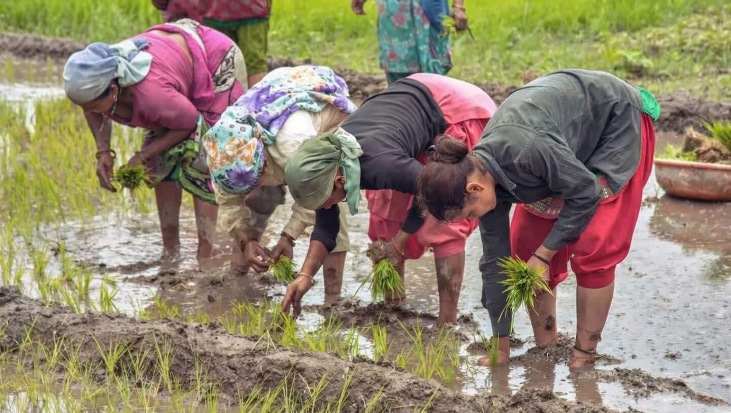 Amazon buys $30 million carbon credits from Indian rice farmers