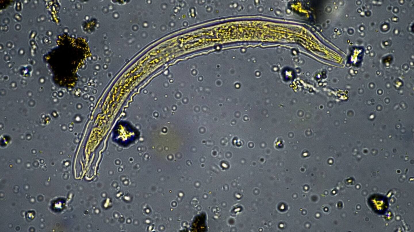Scientists revive 24,000-year-old rotifer from Siberian permafrost that resumed reproduction