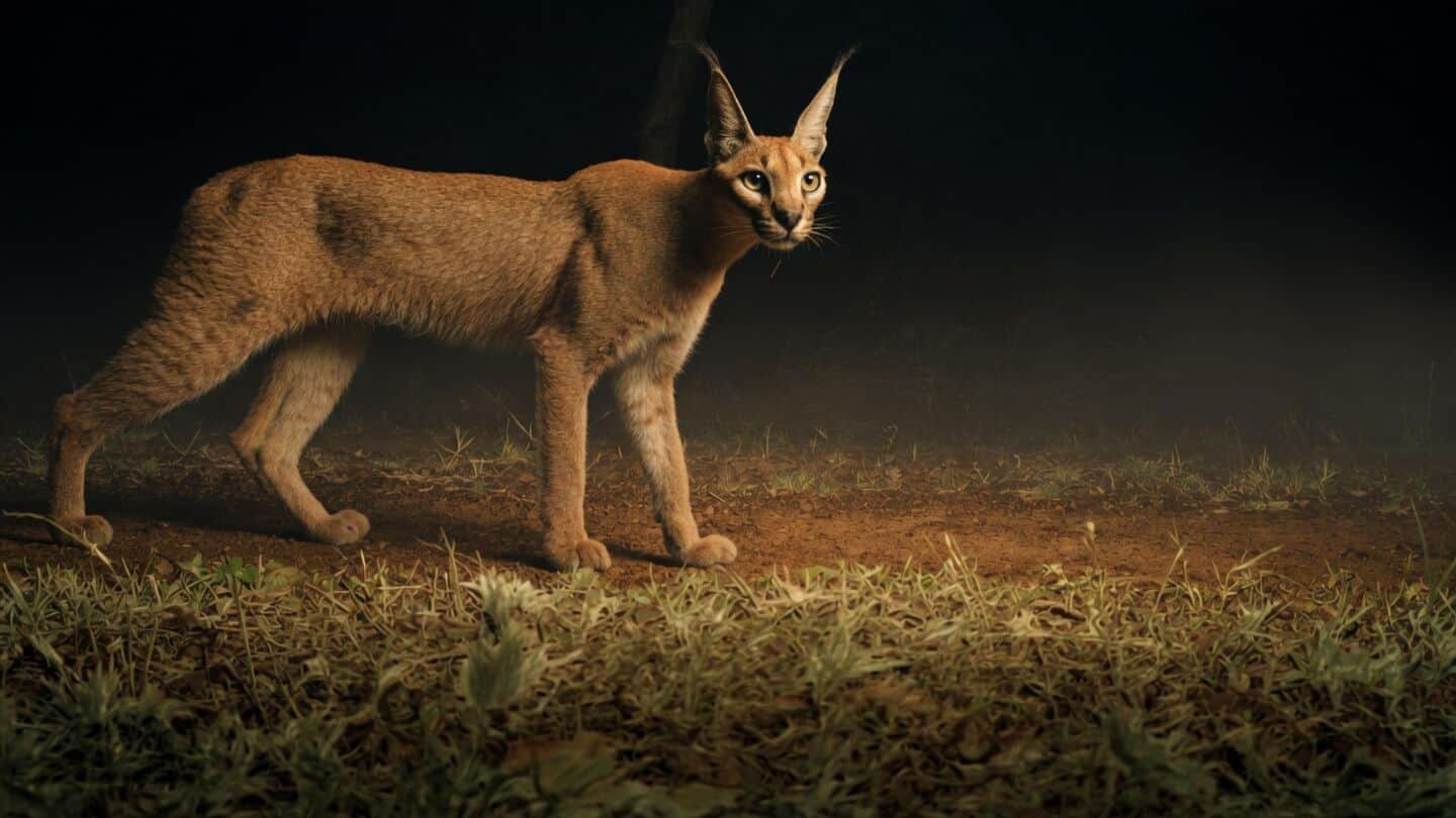 Kuno National Park camera trap records rare caracal sighting