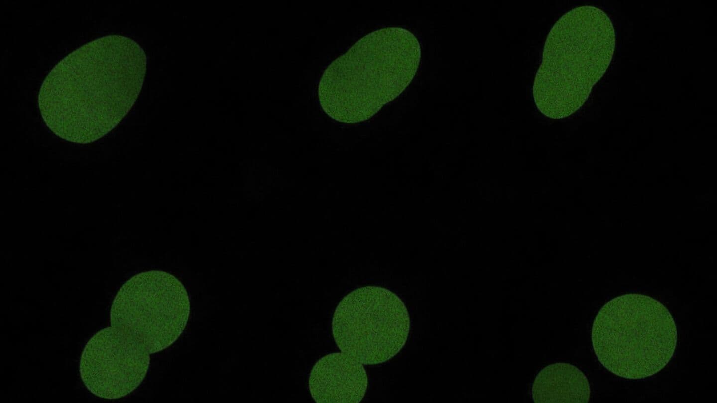 University of Minnesota creates synthetic cells that eat and split