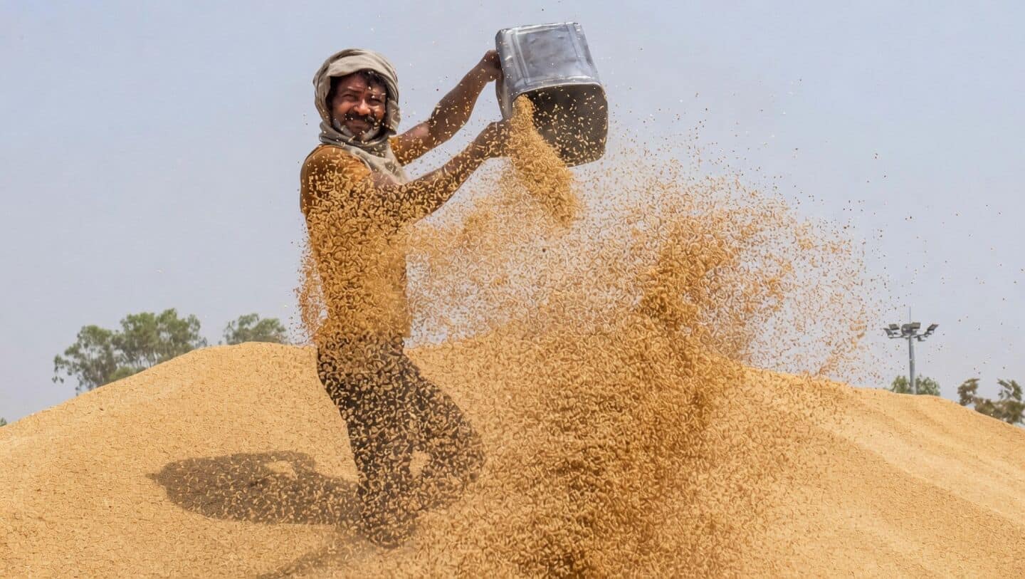 India's wheat procurement 33.39mt, below government's 34.5mt target, up 13%