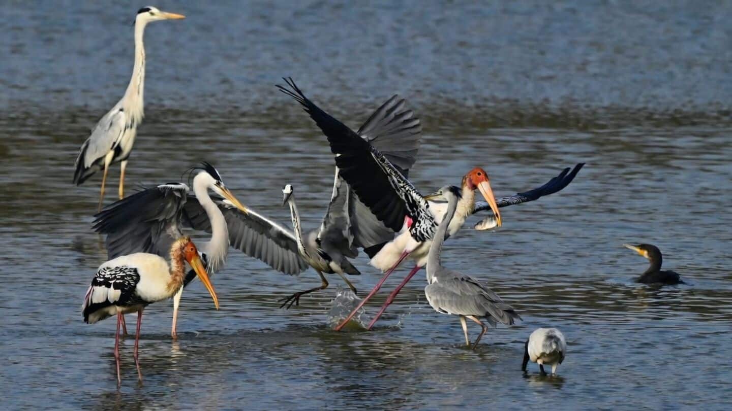 Global study finds 51% of migratory bird species declining worldwide