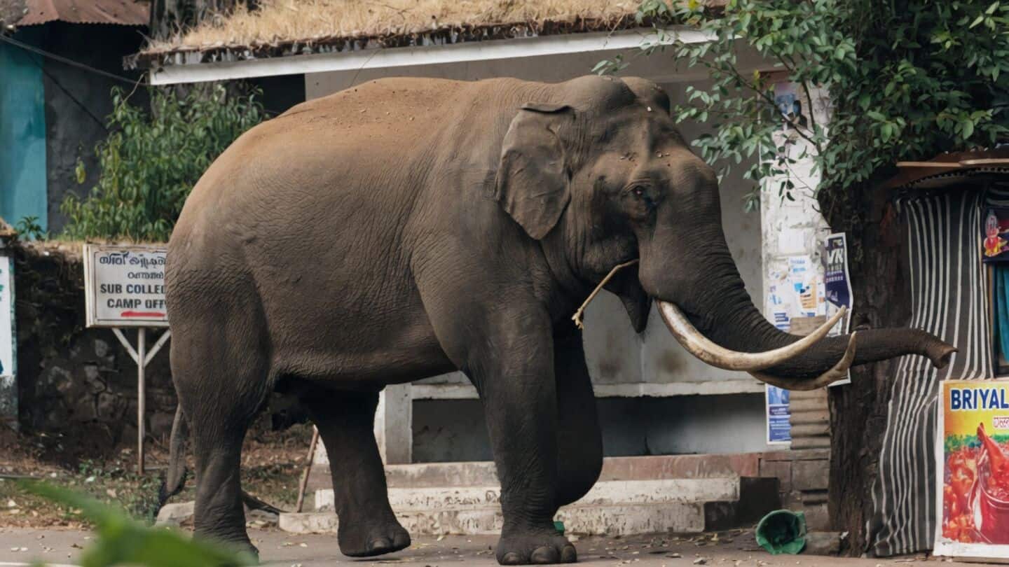 Study finds Munnar leads Kerala in wild elephant attack deaths