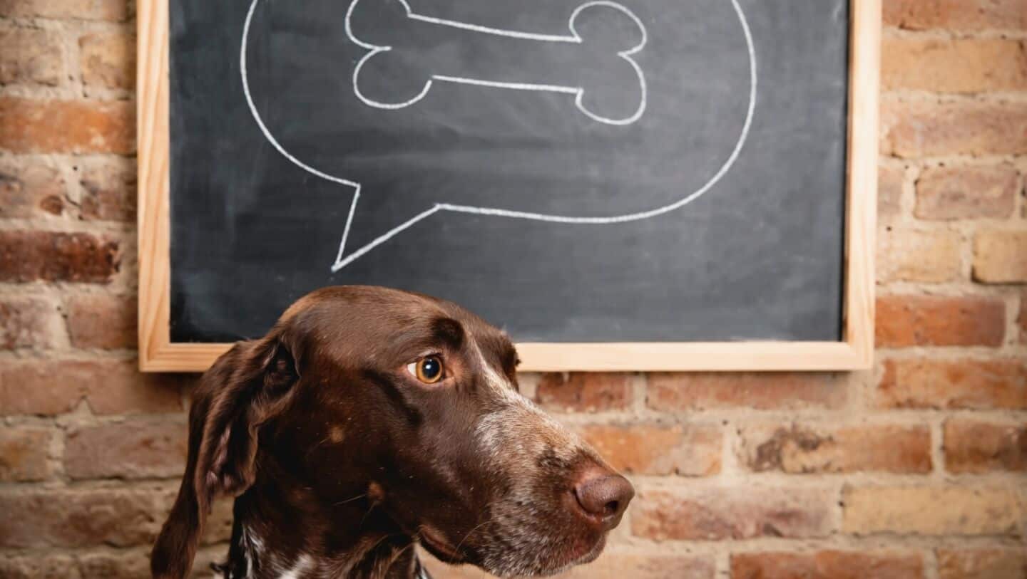 This Chennai-based startup is serving fresh, human-grade meals for dogs