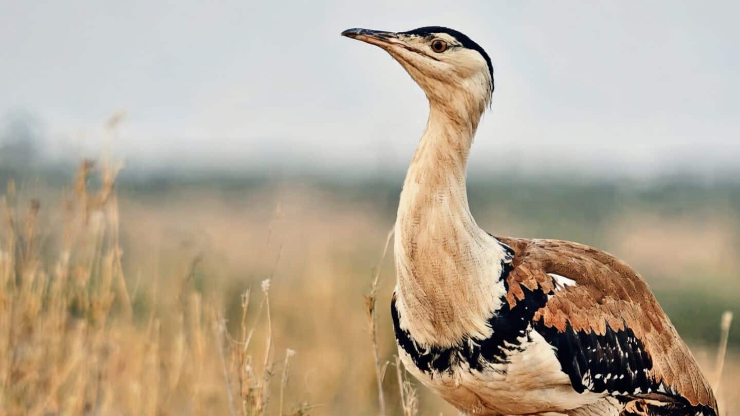 Captive-bred Great Indian Bustards released in Desert National Park
