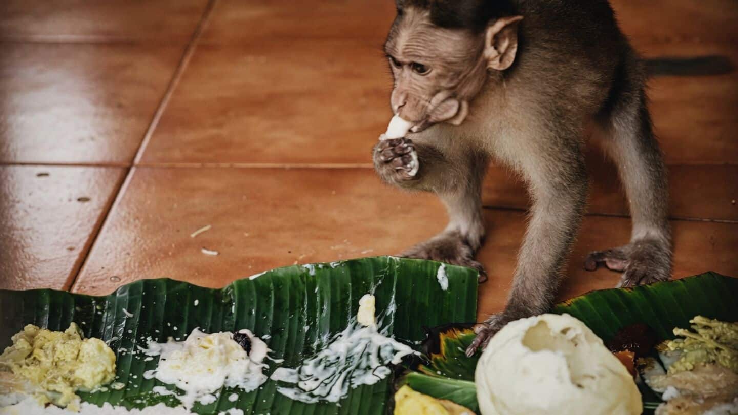 Sasthamkotta Sree Dharma Sastha Temple serves Onam sadya to monkeys