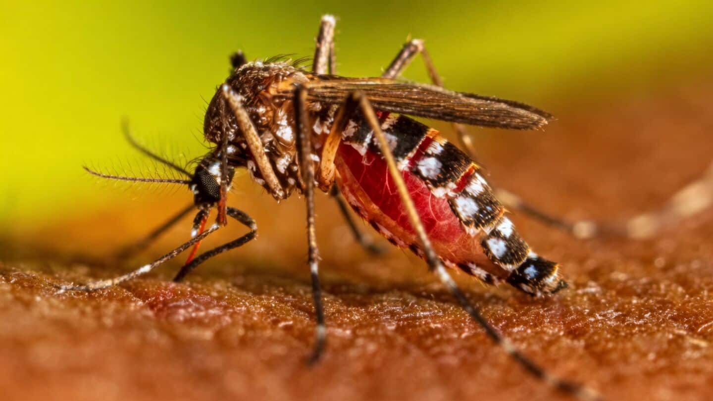 Health officials link Lucknow dengue surge to rains and waterlogging