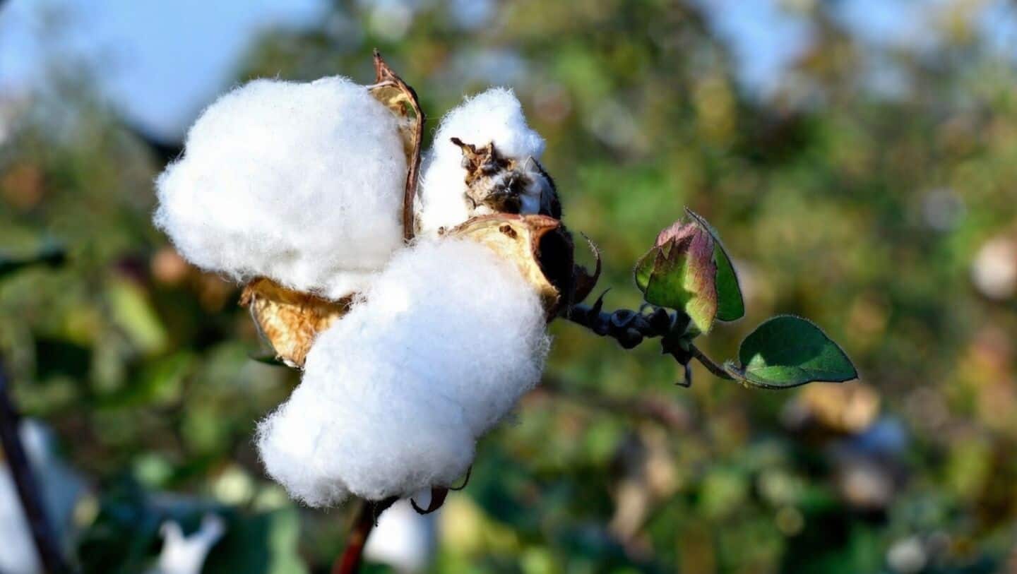 India launches 'Kapas Kanti' ₹5,659cr cotton mission to boost output