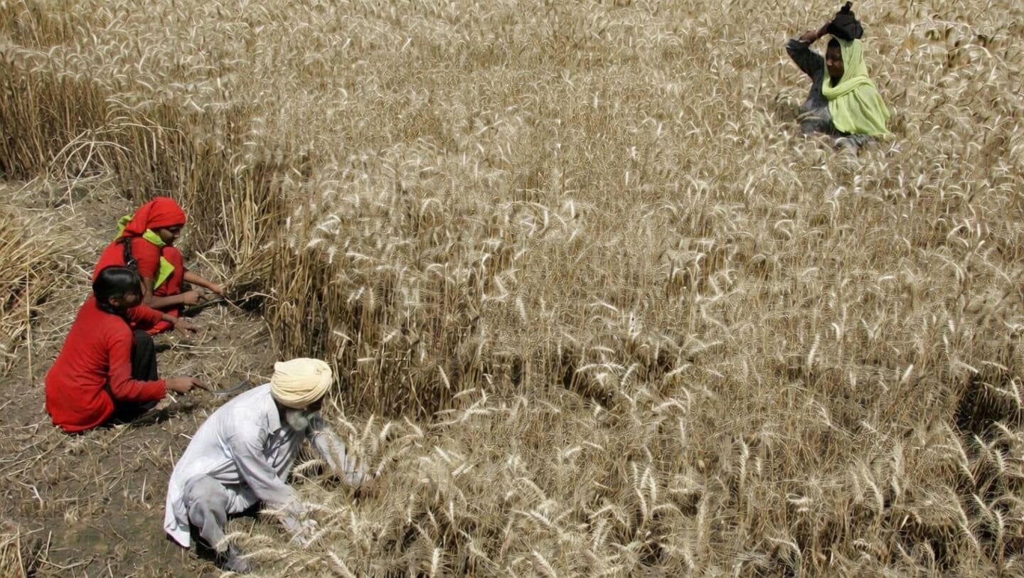 Explainer: Why rising temperatures are becoming a threat to wheat