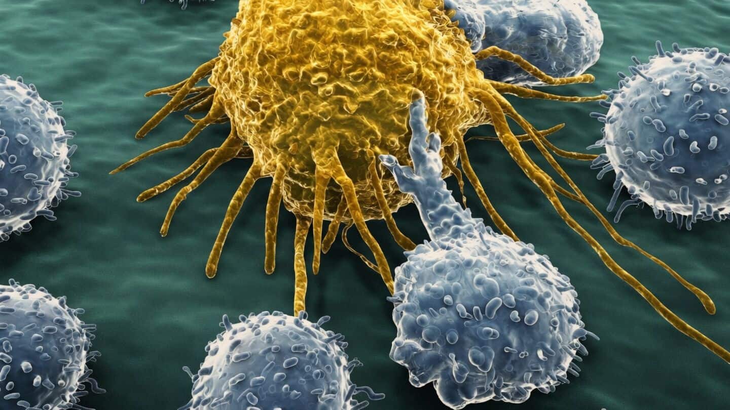 USC researchers program macrophage progenitors in lab to aid immunotherapy
