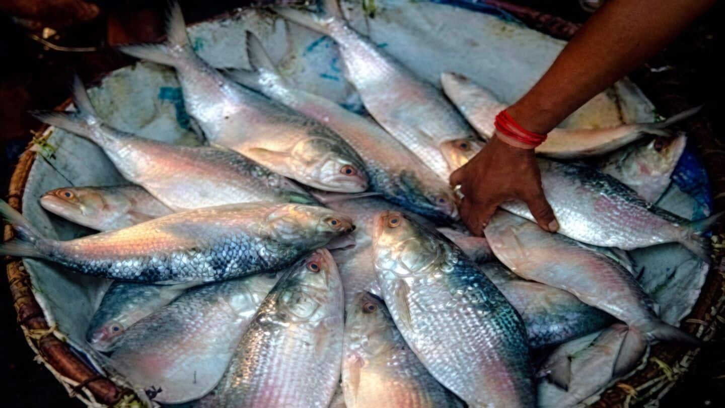 Bangladesh cancels 103 hilsa import permits, West Bengal traders anxious