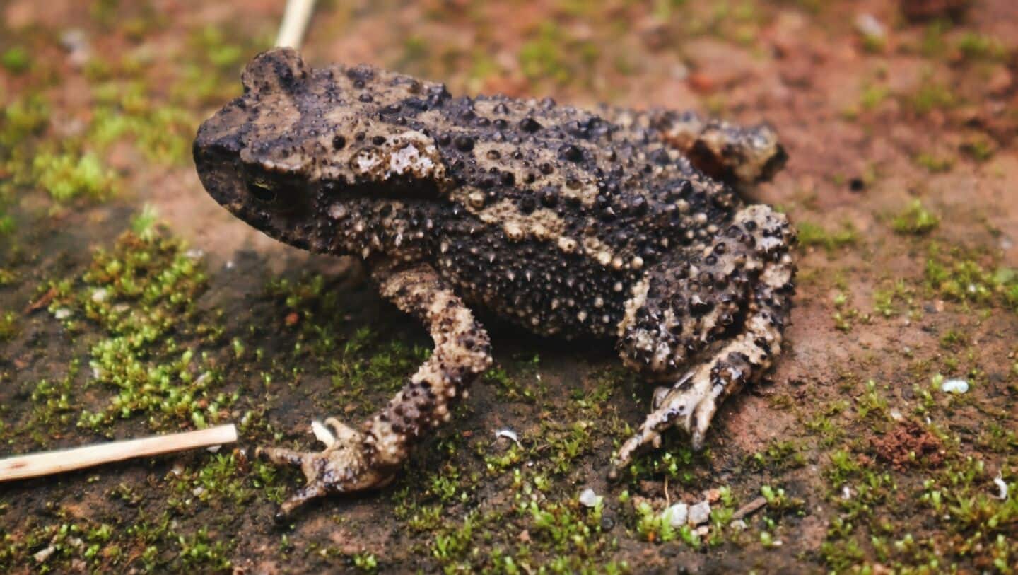 Scientists find Duttaphrynus dhara toad in Meghalaya's Mawphlang landscape