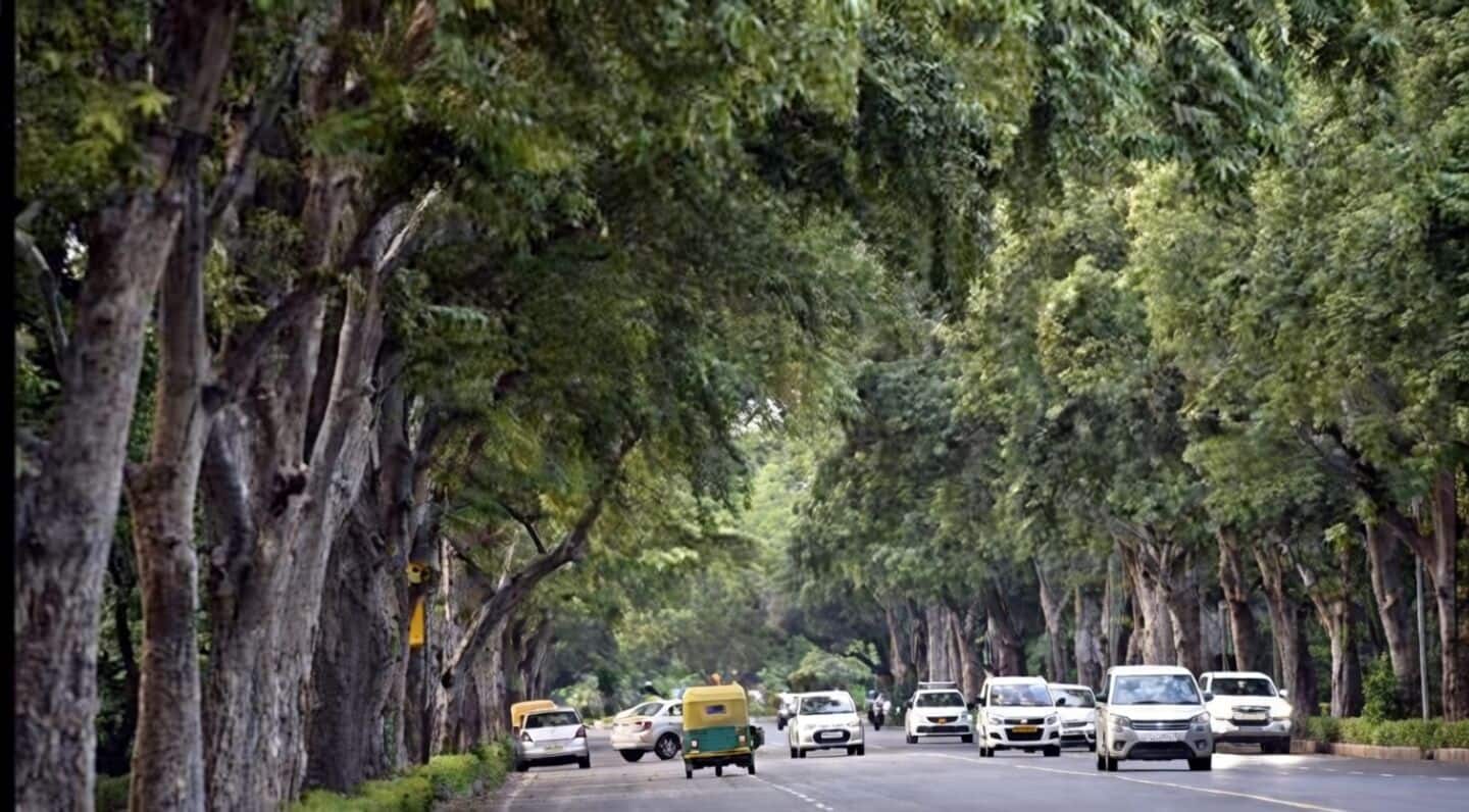Delhi launches SOP to crack down on tree offenses