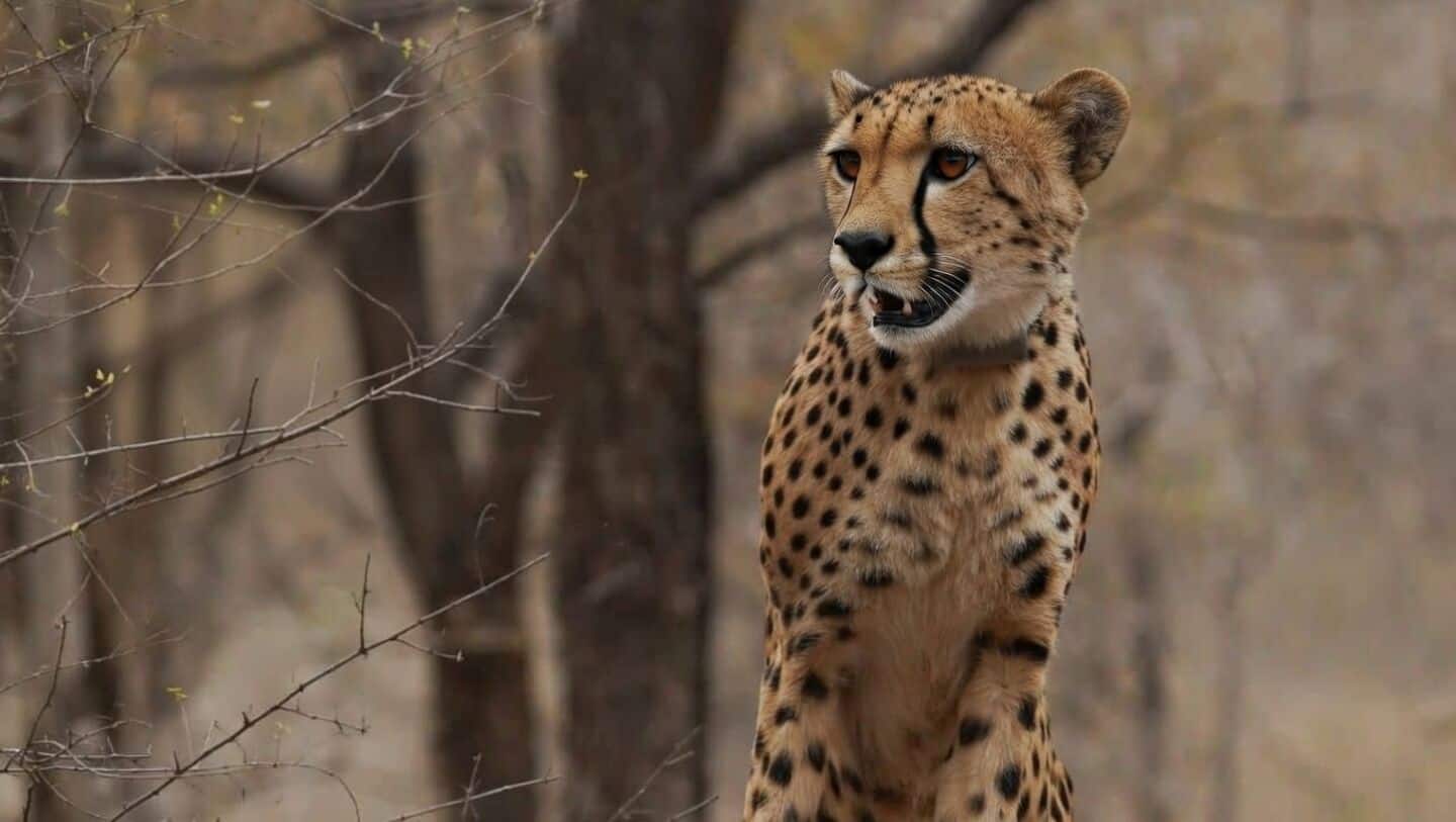 India's 1st wild-born cheetah Mukhi turns 3 at Kuno NP