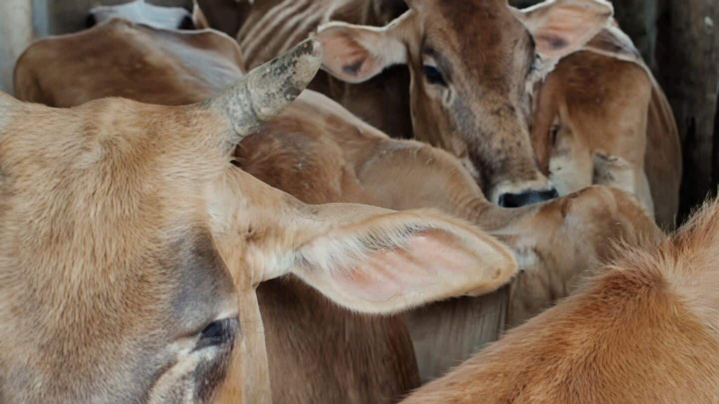Uttar Pradesh police arrest 11 in cattle smuggling, 80-100cr laundered