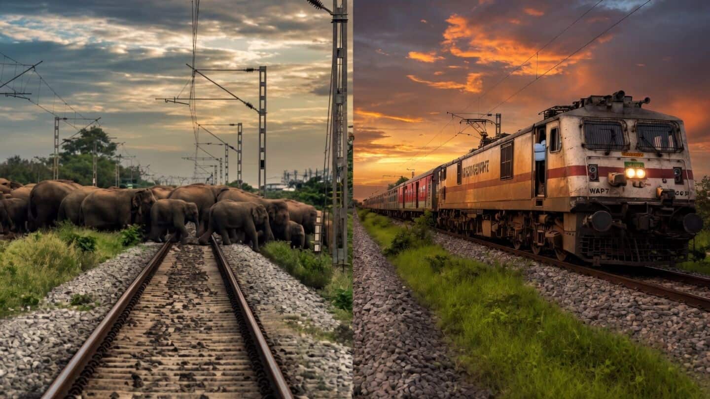 Rajdhani Express stops in Assam's Hojai for elephants crossing tracks