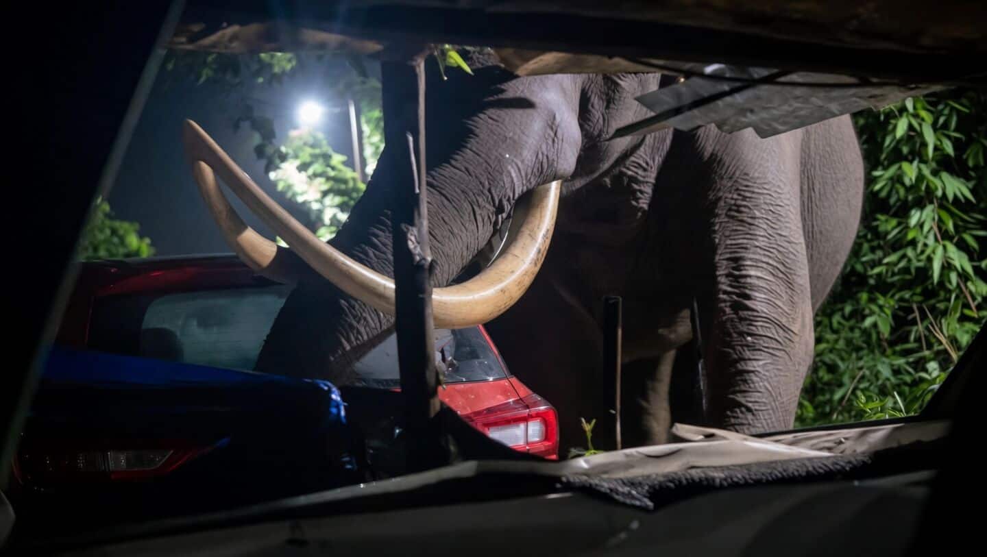 Padayappa the Munnar wild elephant damages car, raising safety concerns