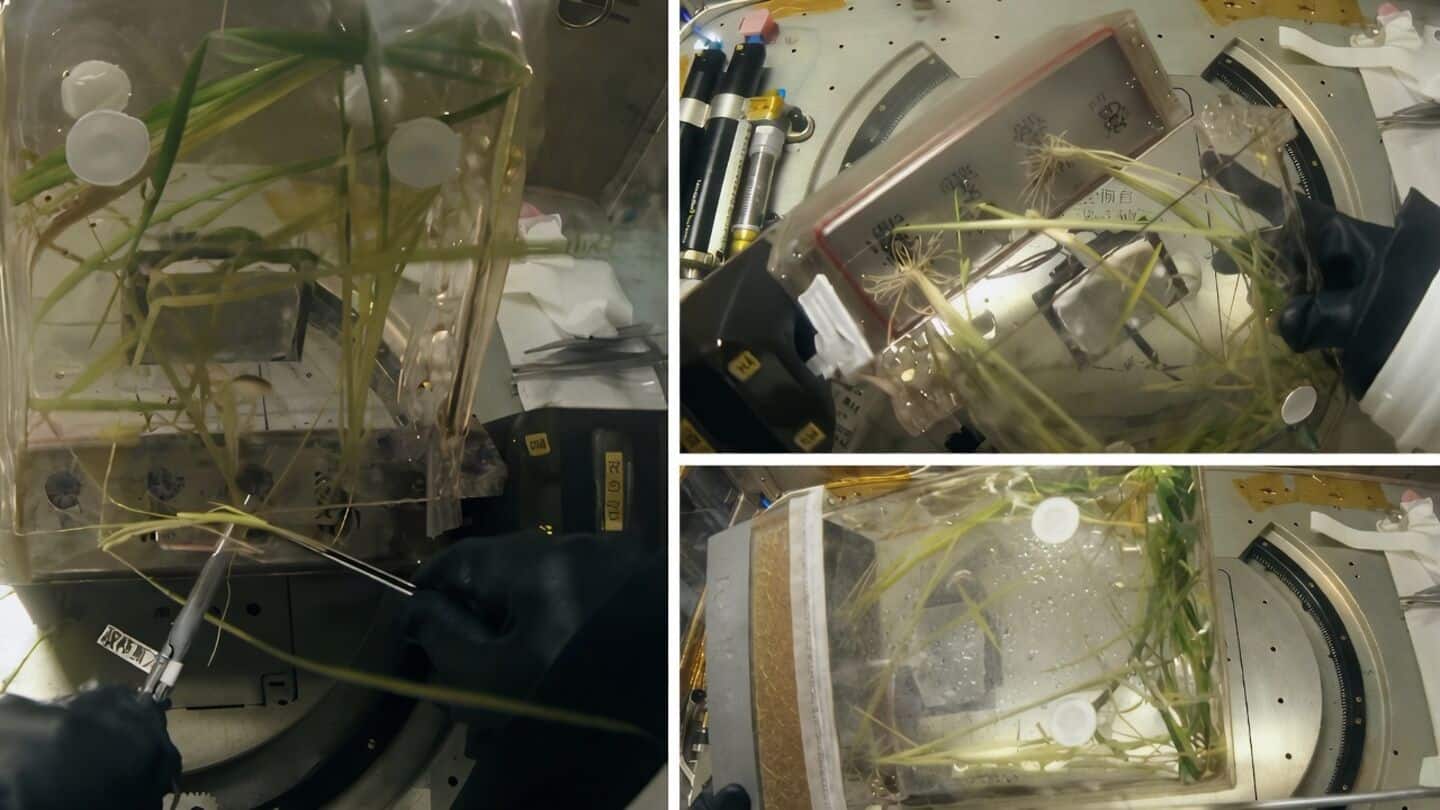 Tiangong astronauts grow and harvest rice, a China space 1st