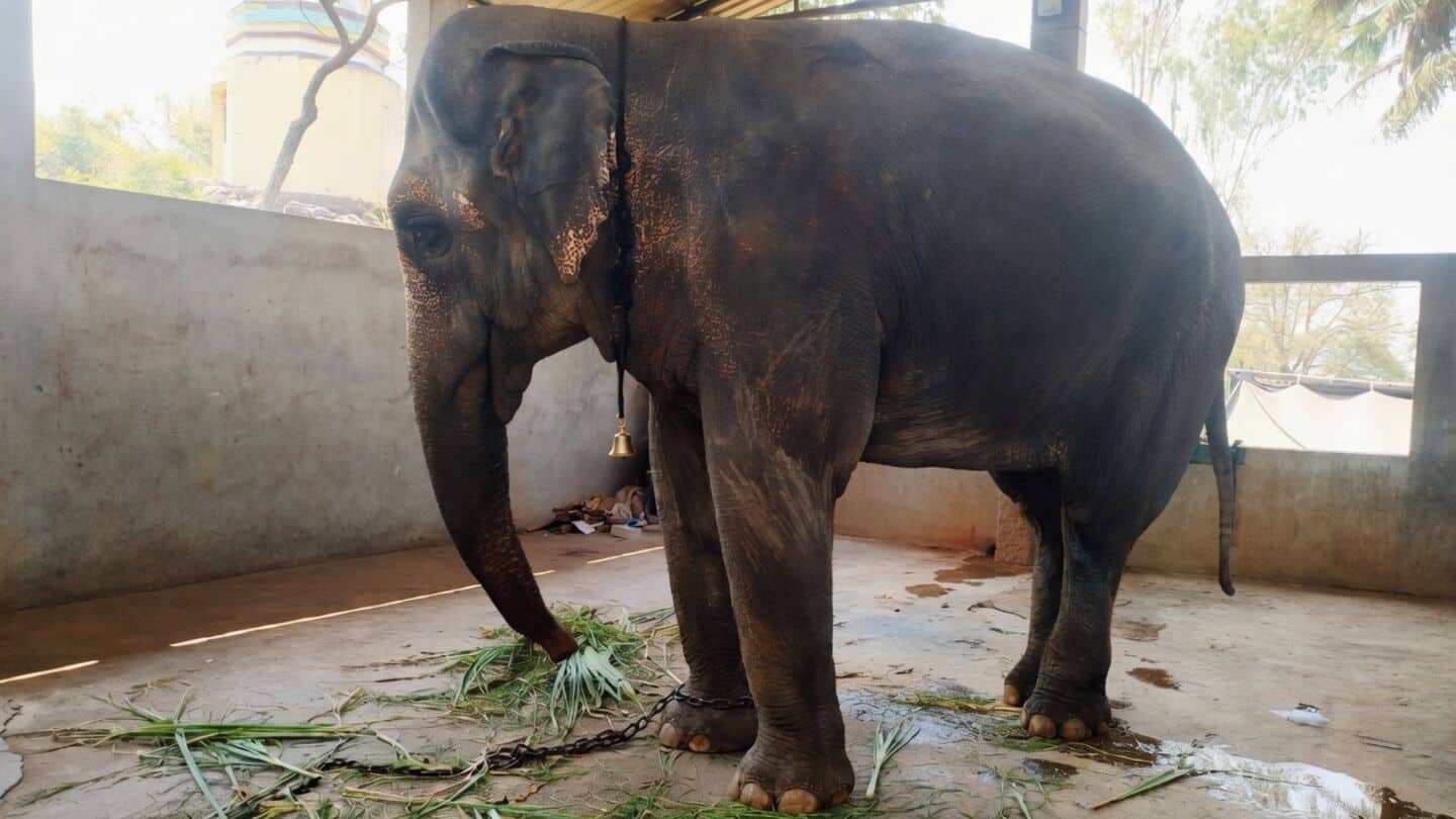 Supreme Court keeps elephant Madhuri at Nandani Math Kolhapur