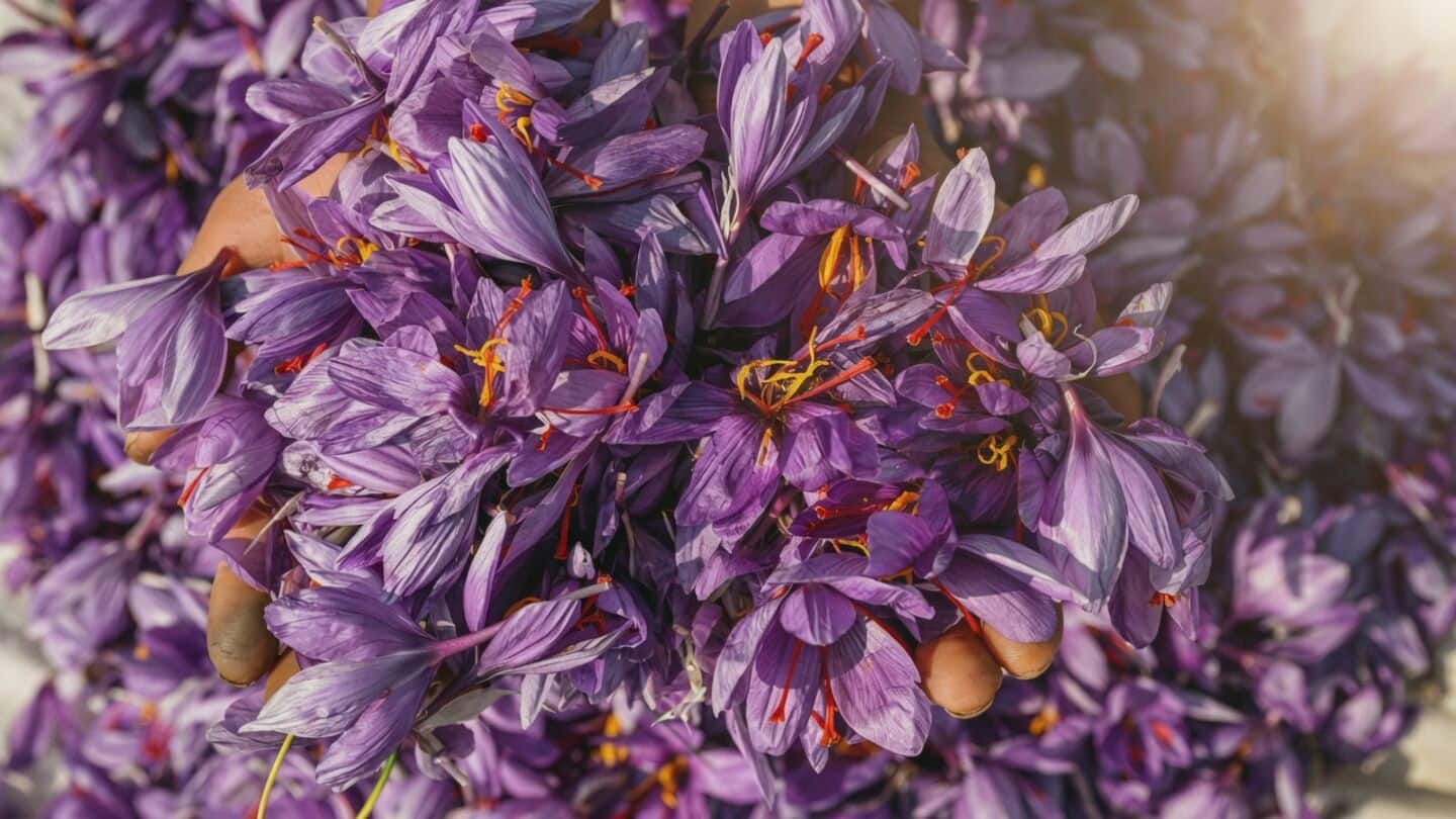 Kashmir saffron fields struggling again after hot dry September