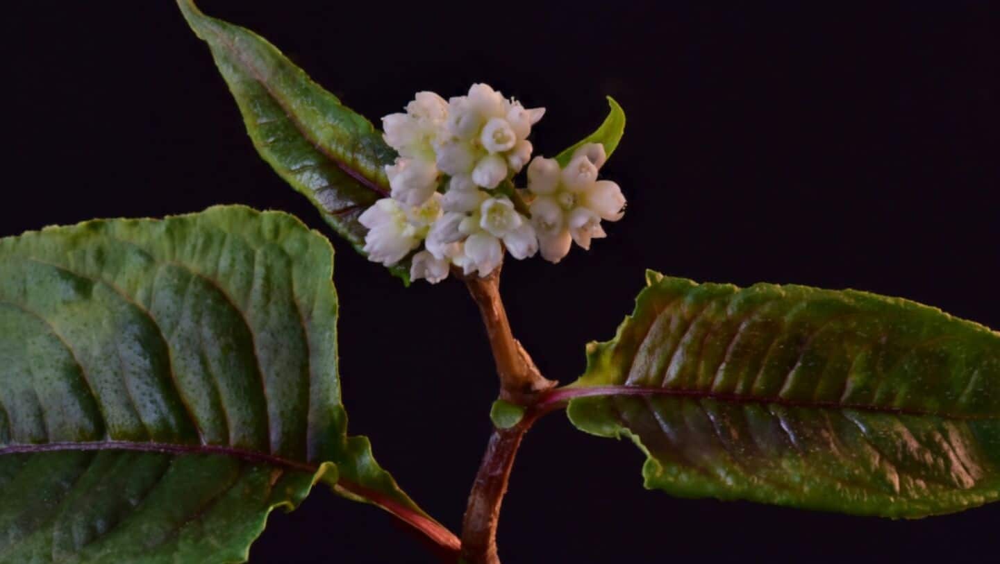 Rare plant rediscovered in India after nearly 189 years