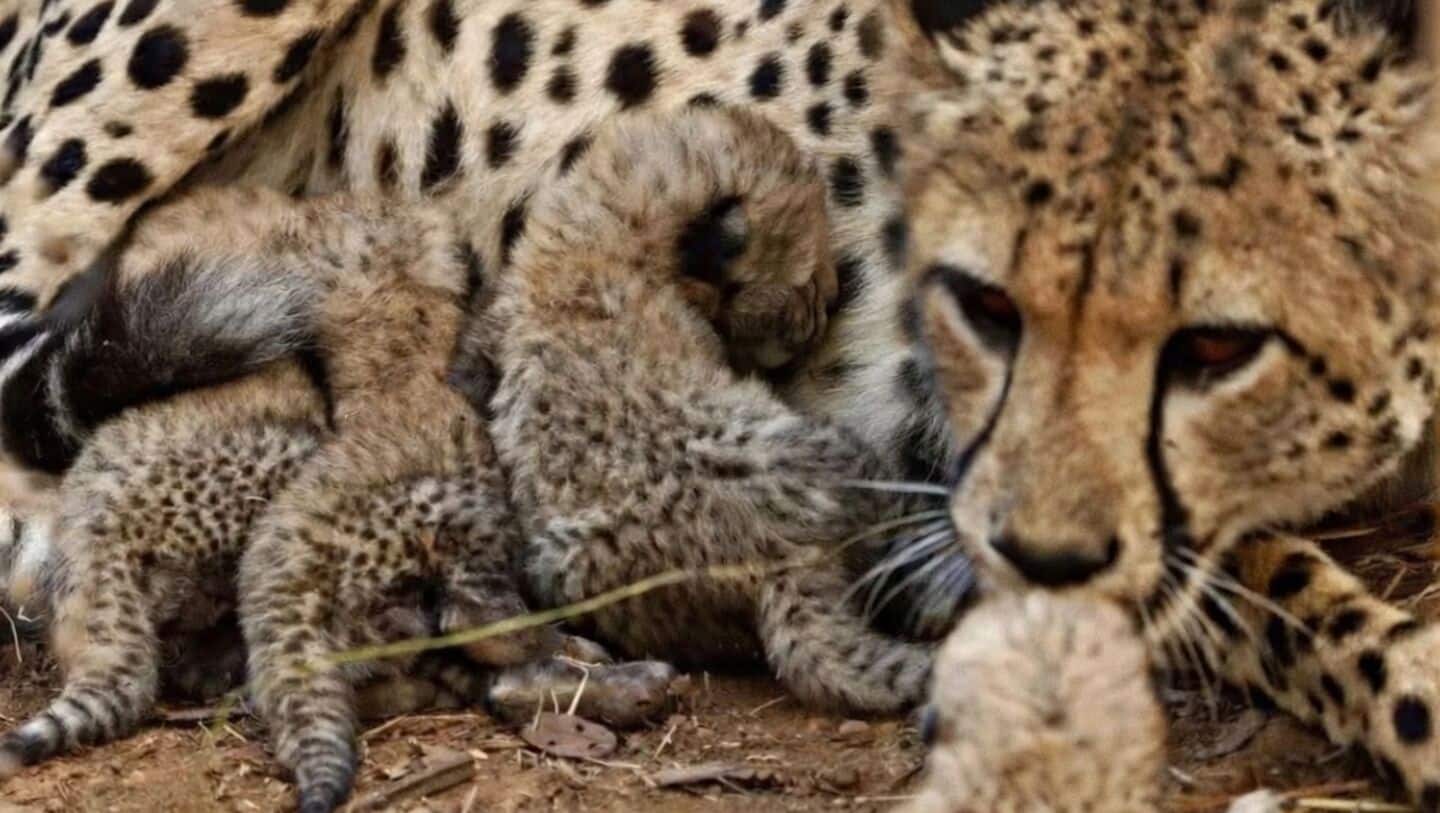 Kuno National Park finds 4 cheetah cubs dead Tuesday morning