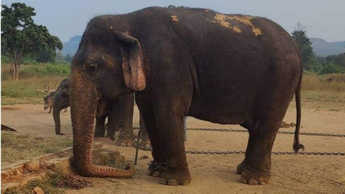 Vatsala, Asia's oldest elephant, passes away