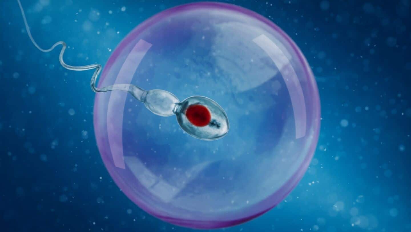 Cornell researchers show JQ1 reversibly halts sperm production in mice