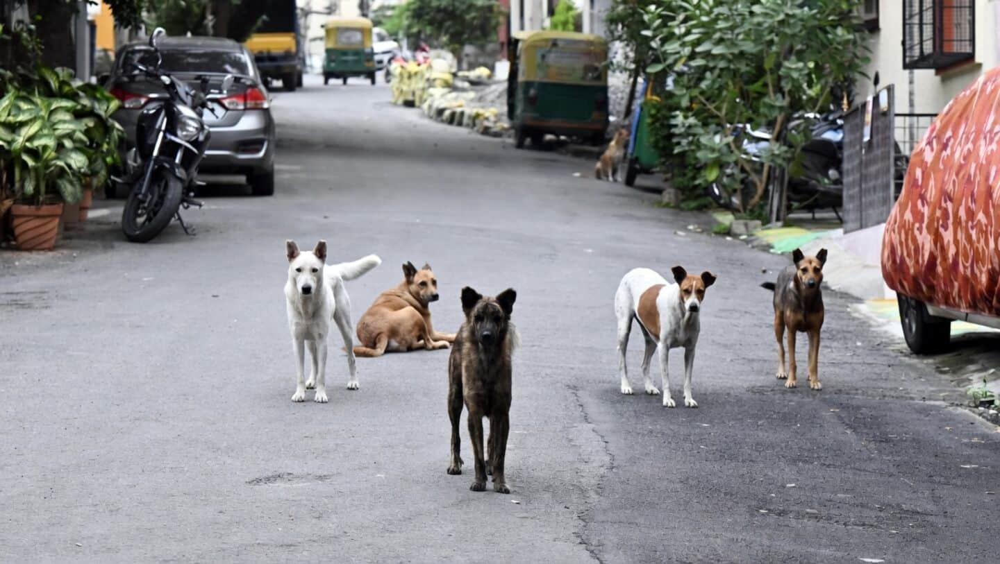 Supreme Court allows Bengaluru euthanasia for rabid incurably sick strays