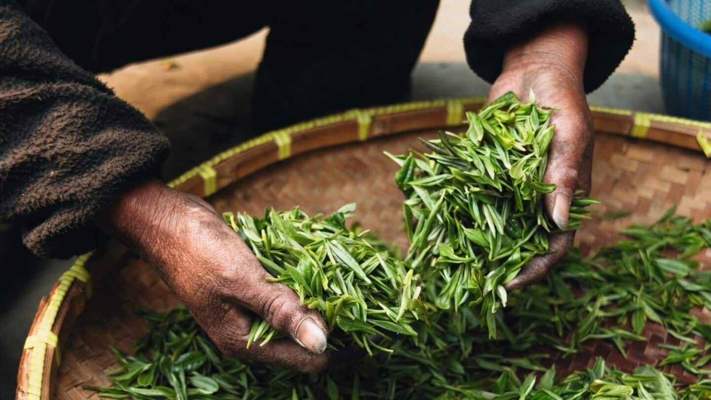 Climate change squeezes India's northeast tea belt, hurting yields