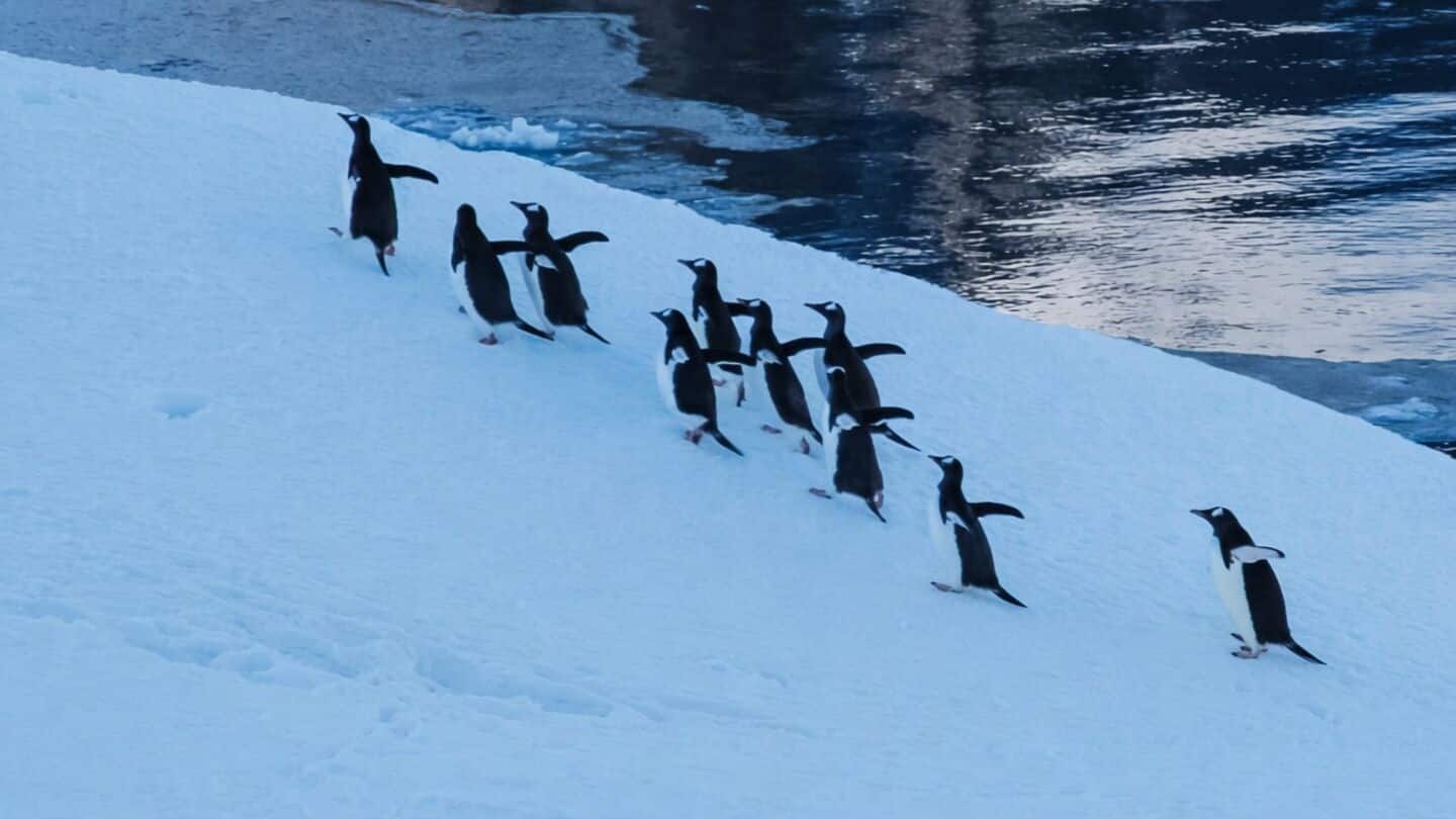 Zavodovski Island chinstrap penguin colony declines 63% 2011-2025 research shows
