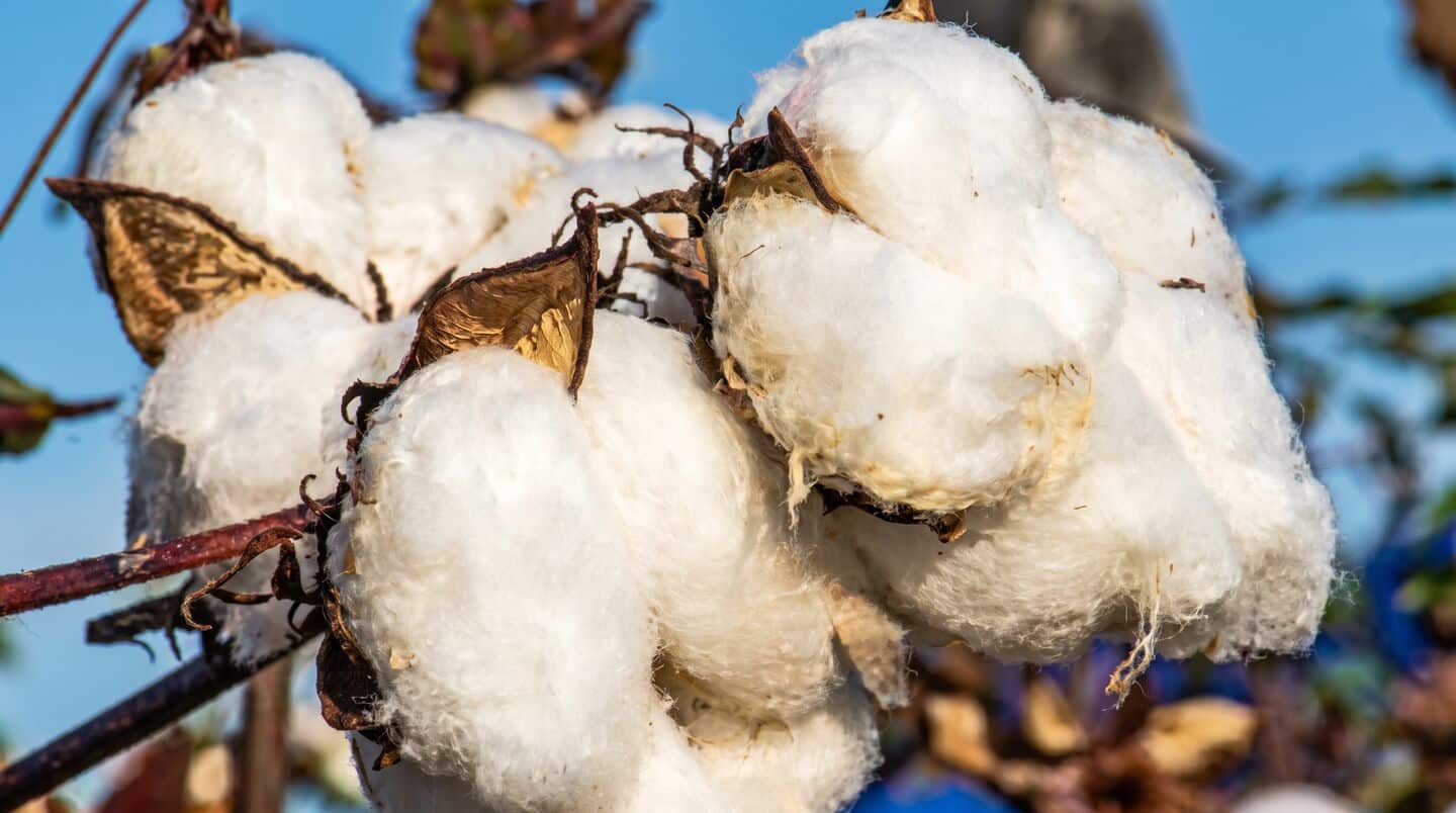 India exempts cotton import duty from June to October 2026