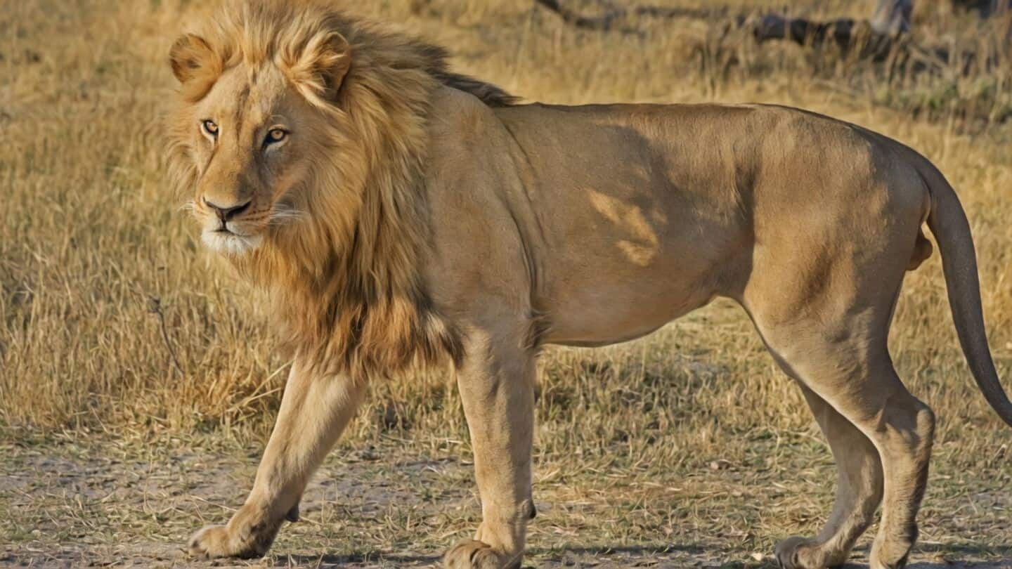 Gujarat records 9 lion attacks since June, 31 lions captured