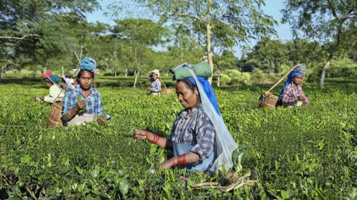 Assam to give tea garden workers land rights