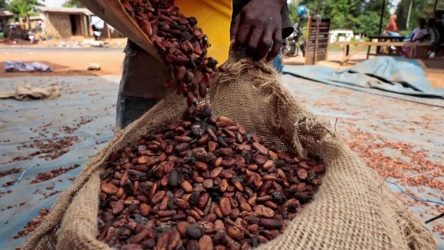 India aims to produce all cocoa domestically by 2040-41