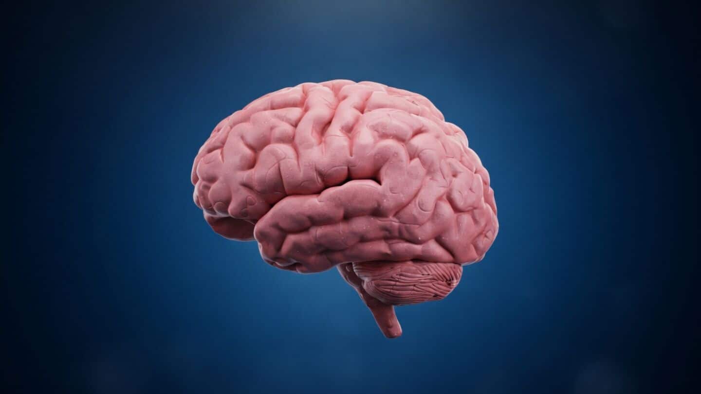 Swiss scientists find 539 lipizones with lipid brain atlas