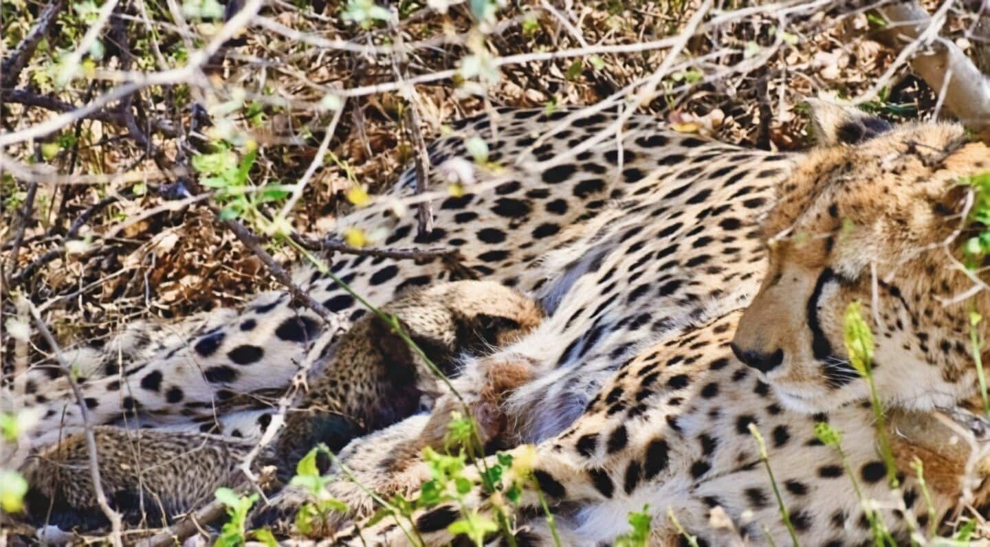 First Indian born cheetah gives wild birth at Kuno